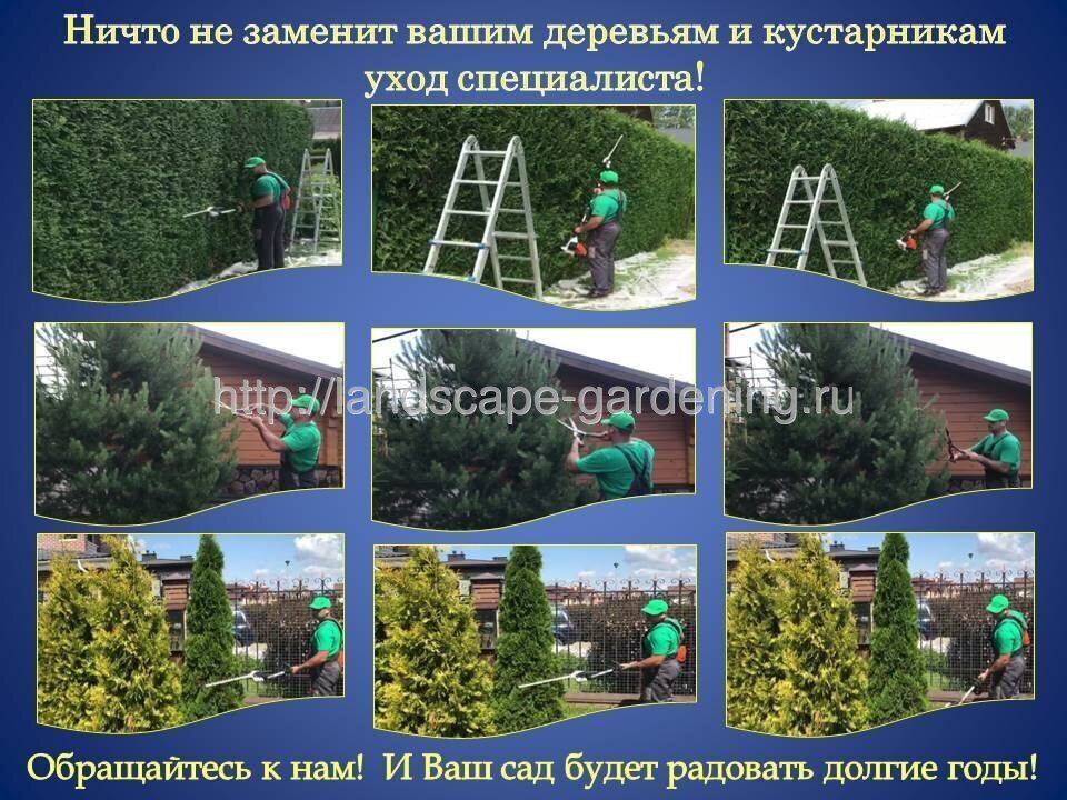 стоимость обрезки хвойных деревьев и кустарников фото